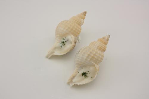 業務用食品 食材の通販 仕入れ 卸売なら業食 道産ツブ貝冷製 24ケ 冷凍